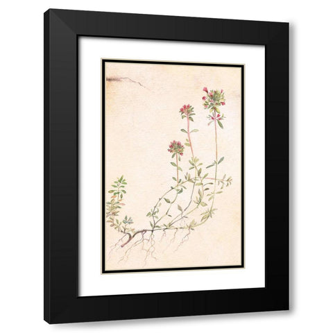 Thyme Black Modern Wood Framed Art Print with Double Matting by Unknown