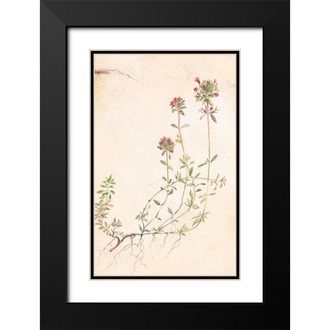 Thyme Black Modern Wood Framed Art Print with Double Matting by Unknown