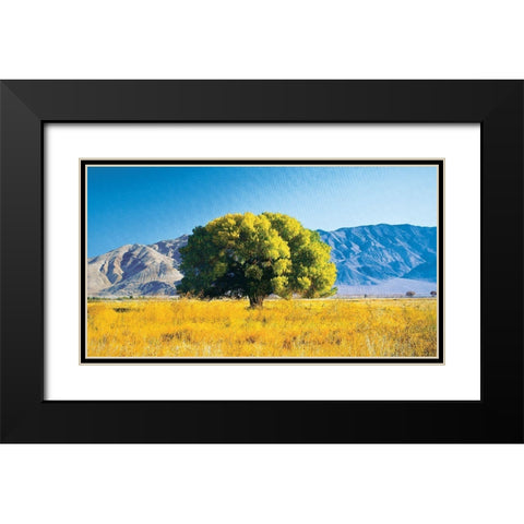 Tree on Mountain Black Modern Wood Framed Art Print with Double Matting by Unknown