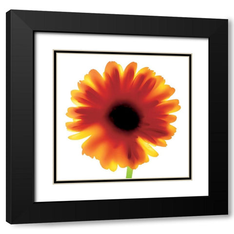 Floral I Black Modern Wood Framed Art Print with Double Matting by Unknown