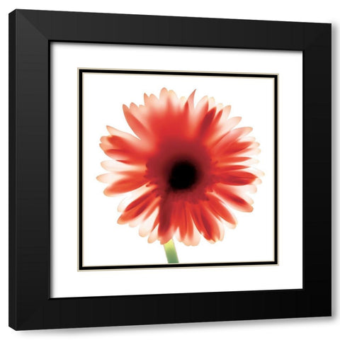 Floral II Black Modern Wood Framed Art Print with Double Matting by Unknown