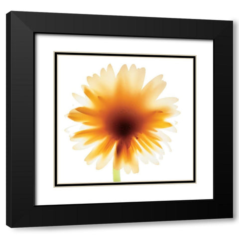 Floral III Black Modern Wood Framed Art Print with Double Matting by Unknown