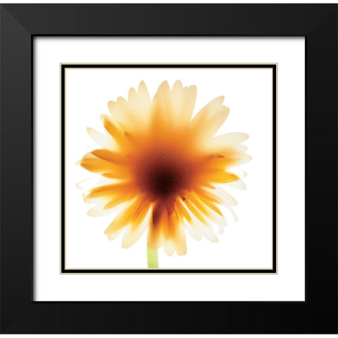 Floral III Black Modern Wood Framed Art Print with Double Matting by Unknown
