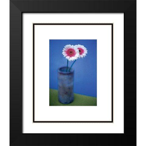 Pink Daisies Black Modern Wood Framed Art Print with Double Matting by Frontline