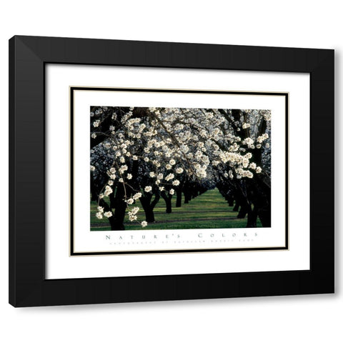 Apple Blossom Time Black Modern Wood Framed Art Print with Double Matting by Unknown