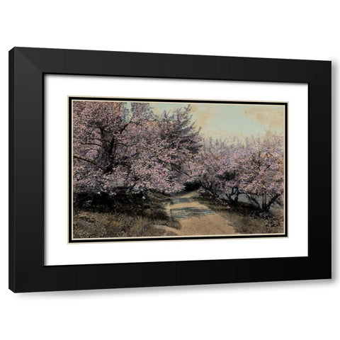 Apple Blossoms I Black Modern Wood Framed Art Print with Double Matting by Unknown