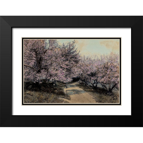 Apple Blossoms I Black Modern Wood Framed Art Print with Double Matting by Unknown