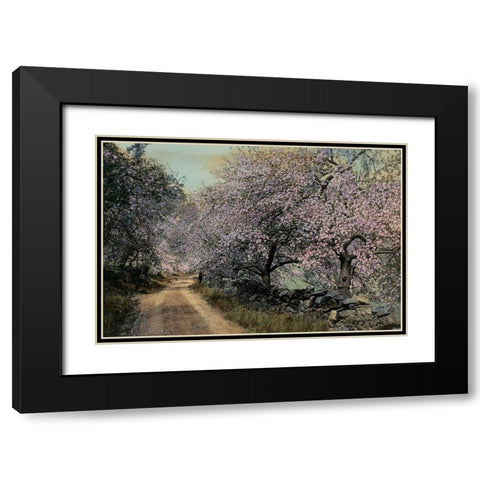Apple Blossoms II Black Modern Wood Framed Art Print with Double Matting by Unknown
