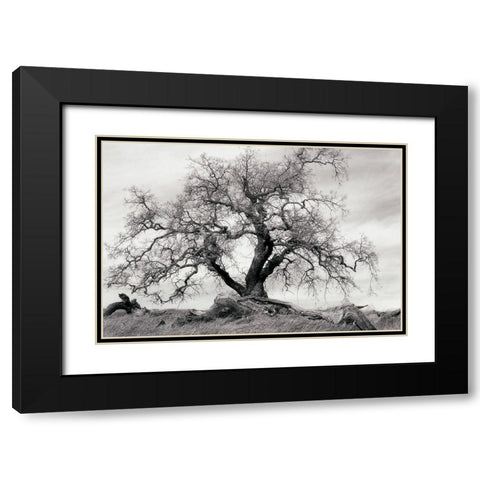 Crab Apple Tree Black Modern Wood Framed Art Print with Double Matting by Unknown