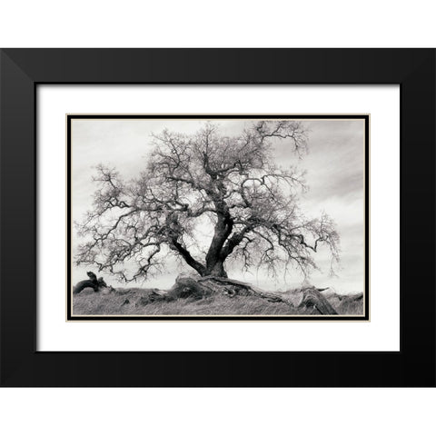 Crab Apple Tree Black Modern Wood Framed Art Print with Double Matting by Unknown