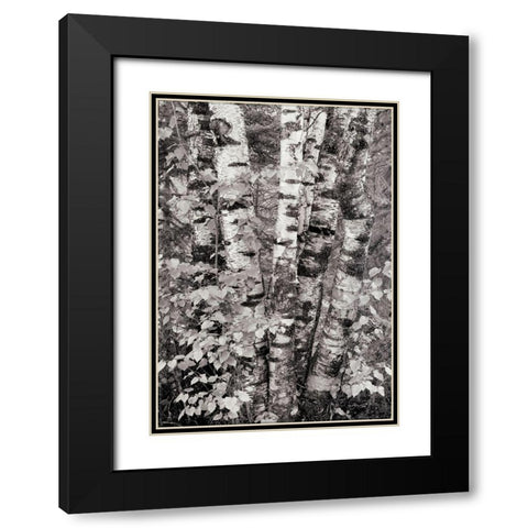 Birch Trees Black Modern Wood Framed Art Print with Double Matting by Unknown