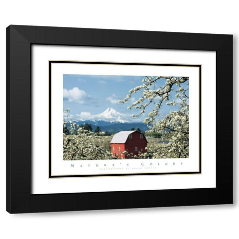 Red Barn and Apple Blossoms Black Modern Wood Framed Art Print with Double Matting by Unknown