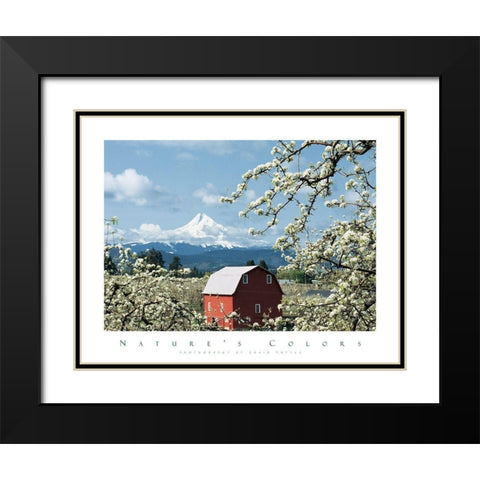 Red Barn and Apple Blossoms Black Modern Wood Framed Art Print with Double Matting by Unknown