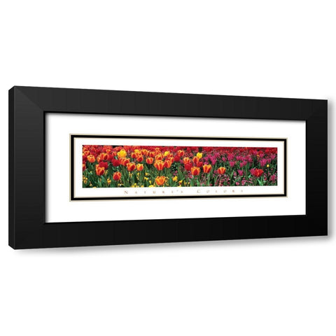 Tulips - Natures Colors Black Modern Wood Framed Art Print with Double Matting by Unknown