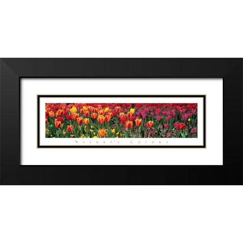 Tulips - Natures Colors Black Modern Wood Framed Art Print with Double Matting by Unknown