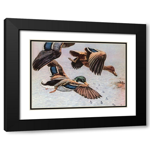 Sitting Ducks Black Modern Wood Framed Art Print with Double Matting by Unknown
