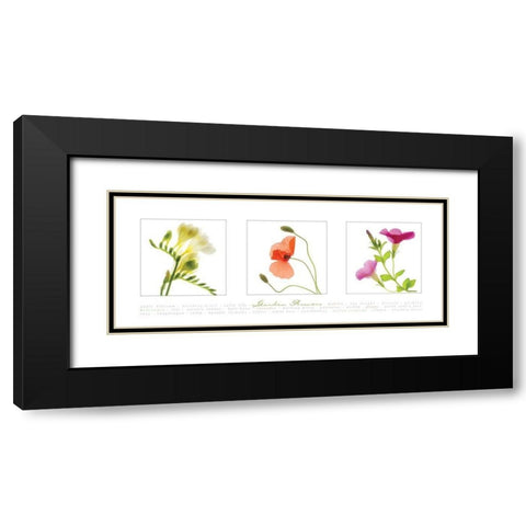 Garden Flowers II Black Modern Wood Framed Art Print with Double Matting by Frontline