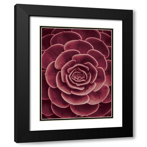 Cactus flower Black Modern Wood Framed Art Print with Double Matting by Braun Studio