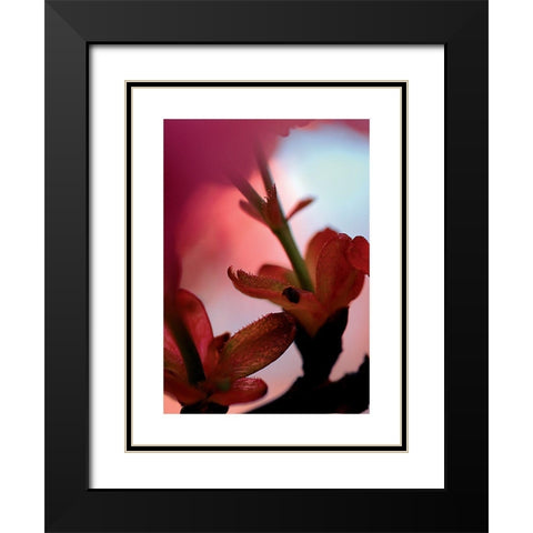 Prunus 3 Black Modern Wood Framed Art Print with Double Matting by Ayrault, Marc