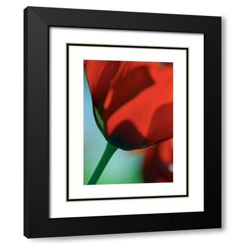Tulipe 4 Black Modern Wood Framed Art Print with Double Matting by Ayrault, Marc