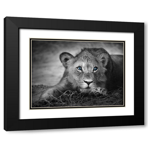 Lioness with blue eyes Black Modern Wood Framed Art Print with Double Matting by Braun Studio