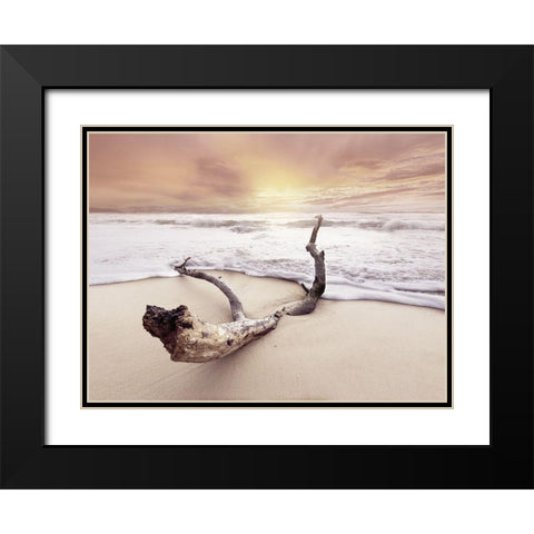 Driftwood on beach Black Modern Wood Framed Art Print with Double Matting by Braun Studio