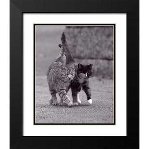 Ballade de chatons Black Modern Wood Framed Art Print with Double Matting by Seiji