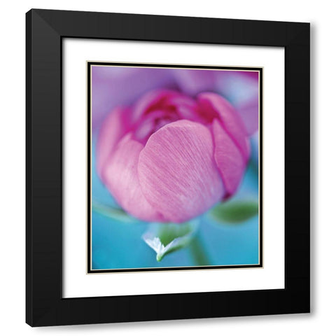 Rose en beaute Black Modern Wood Framed Art Print with Double Matting by Friis-Larsen, Liv