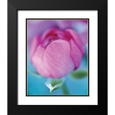 Rose en beaute Black Modern Wood Framed Art Print with Double Matting by Friis-Larsen, Liv