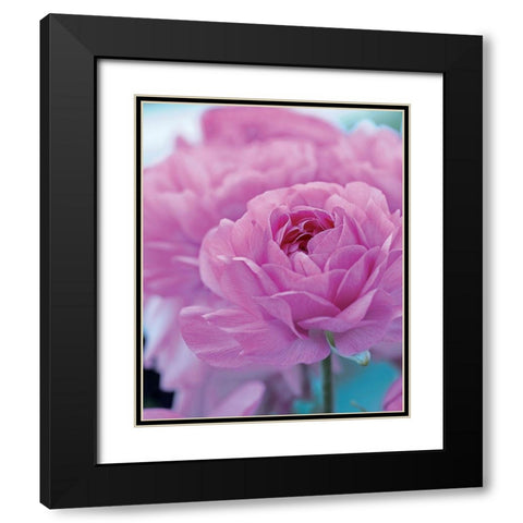 Roses Anglaises Black Modern Wood Framed Art Print with Double Matting by Friis-Larsen, Liv