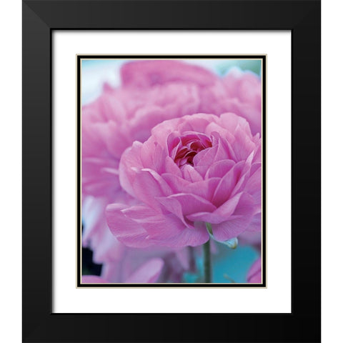 Roses Anglaises Black Modern Wood Framed Art Print with Double Matting by Friis-Larsen, Liv