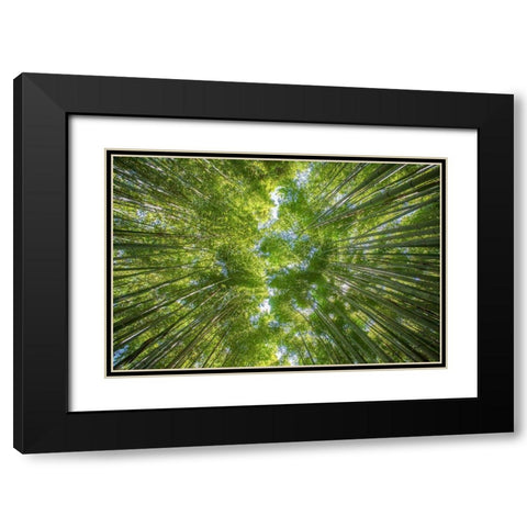 Ciel darbres Black Modern Wood Framed Art Print with Double Matting by Braun Studio