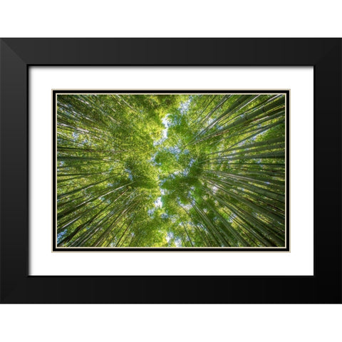 Ciel darbres Black Modern Wood Framed Art Print with Double Matting by Braun Studio