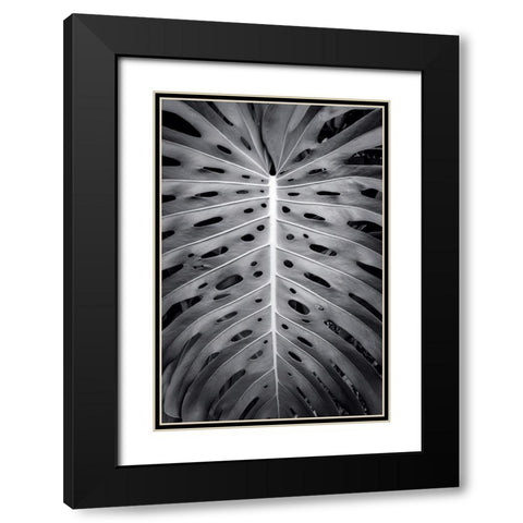 Feuillage Monstera Black Modern Wood Framed Art Print with Double Matting by Braun Studio