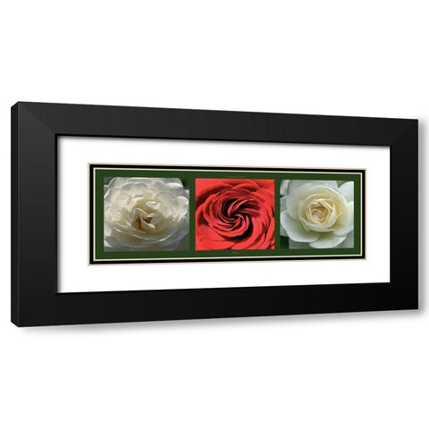 Roses II Black Modern Wood Framed Art Print with Double Matting by Pinsard, Laurent