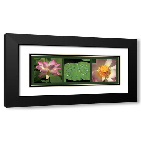 Lotus Black Modern Wood Framed Art Print with Double Matting by Pinsard, Laurent