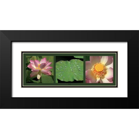 Lotus Black Modern Wood Framed Art Print with Double Matting by Pinsard, Laurent