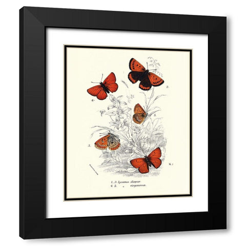 Planche Papillons 2 Black Modern Wood Framed Art Print with Double Matting by BRAUN Studio