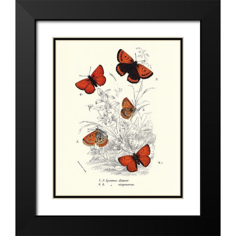 Planche Papillons 2 Black Modern Wood Framed Art Print with Double Matting by BRAUN Studio