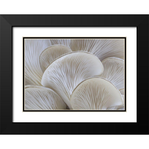 White blades mushroom Black Modern Wood Framed Art Print with Double Matting by Braun Studio