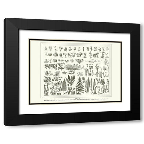 Planche Botanique 1 Black Modern Wood Framed Art Print with Double Matting by BRAUN Studio