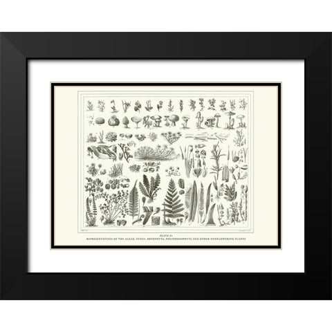 Planche Botanique 1 Black Modern Wood Framed Art Print with Double Matting by BRAUN Studio