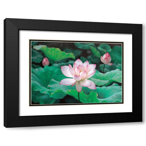 Water Lilly Black Modern Wood Framed Art Print with Double Matting by Chen Wu