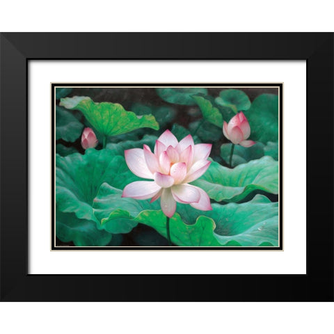 Water Lilly Black Modern Wood Framed Art Print with Double Matting by Chen Wu