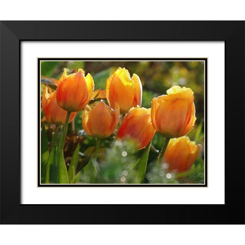 7 Orange Tulips Black Modern Wood Framed Art Print with Double Matting by Medeiros, Celito