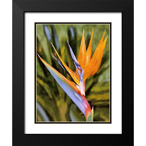 Beautiful Orchid I Black Modern Wood Framed Art Print with Double Matting by Medeiros, Celito