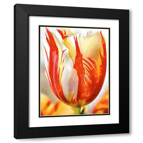 Tulip in White and Orange Colors II Black Modern Wood Framed Art Print with Double Matting by Medeiros, Celito