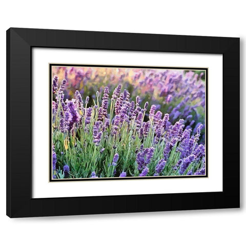 Lavender Field VII Black Modern Wood Framed Art Print with Double Matting by Medeiros, Celito