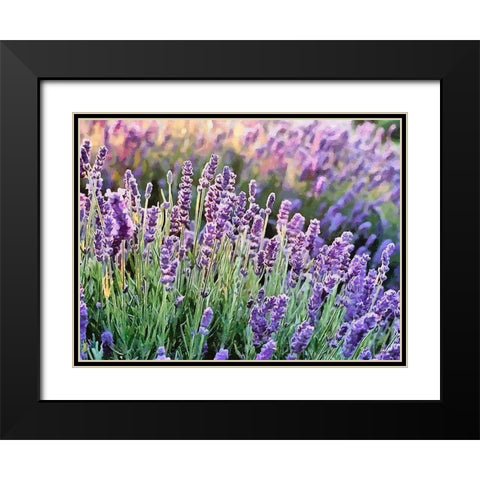 Lavender Field VII Black Modern Wood Framed Art Print with Double Matting by Medeiros, Celito