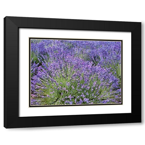 Lavender Field VIII Black Modern Wood Framed Art Print with Double Matting by Medeiros, Celito
